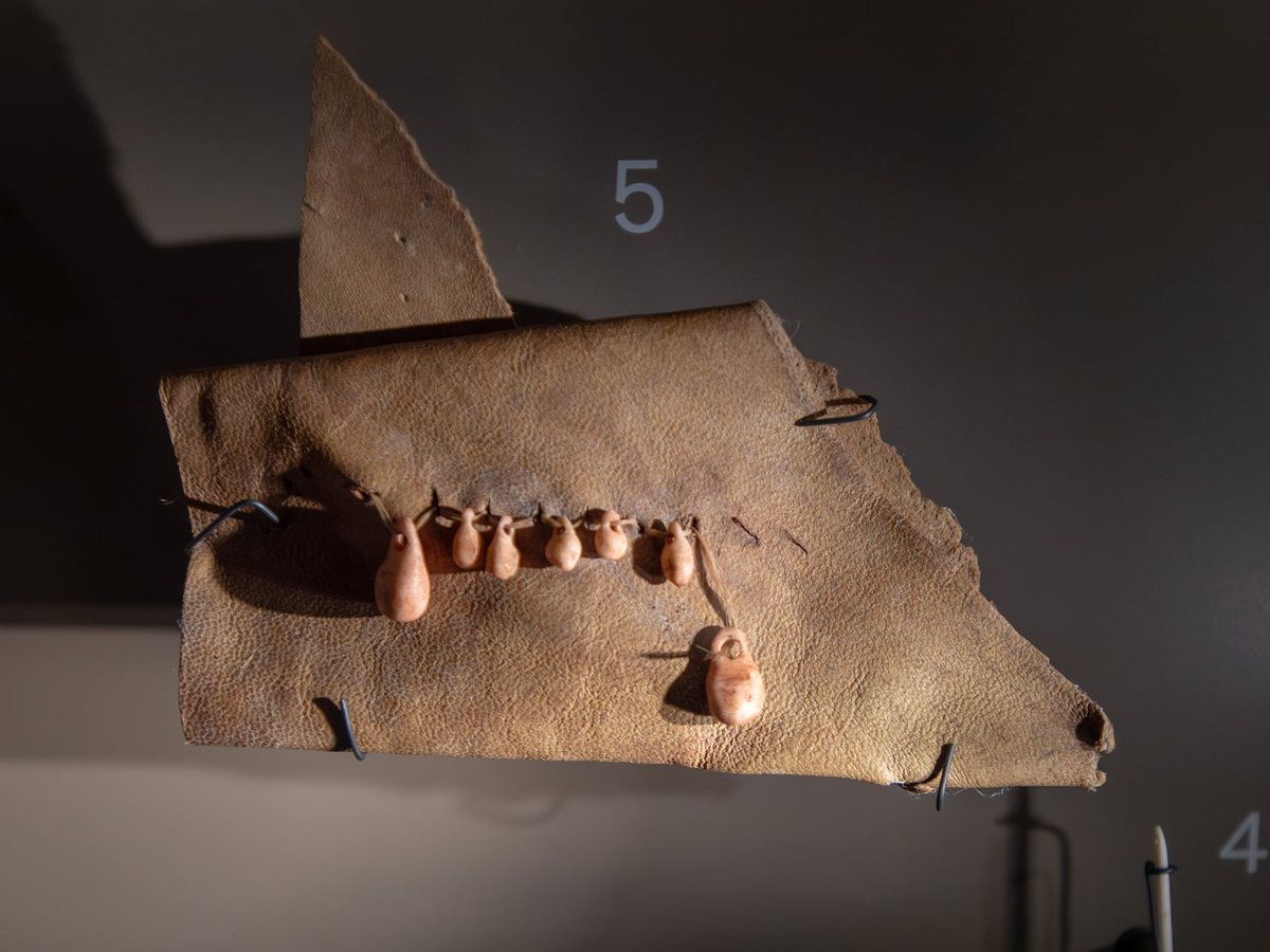 Pièce de cuir tendue portant une rangée de dents percées